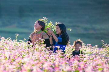 mua hoa tam giac mach o ha giang vao thang may 1 0932 1